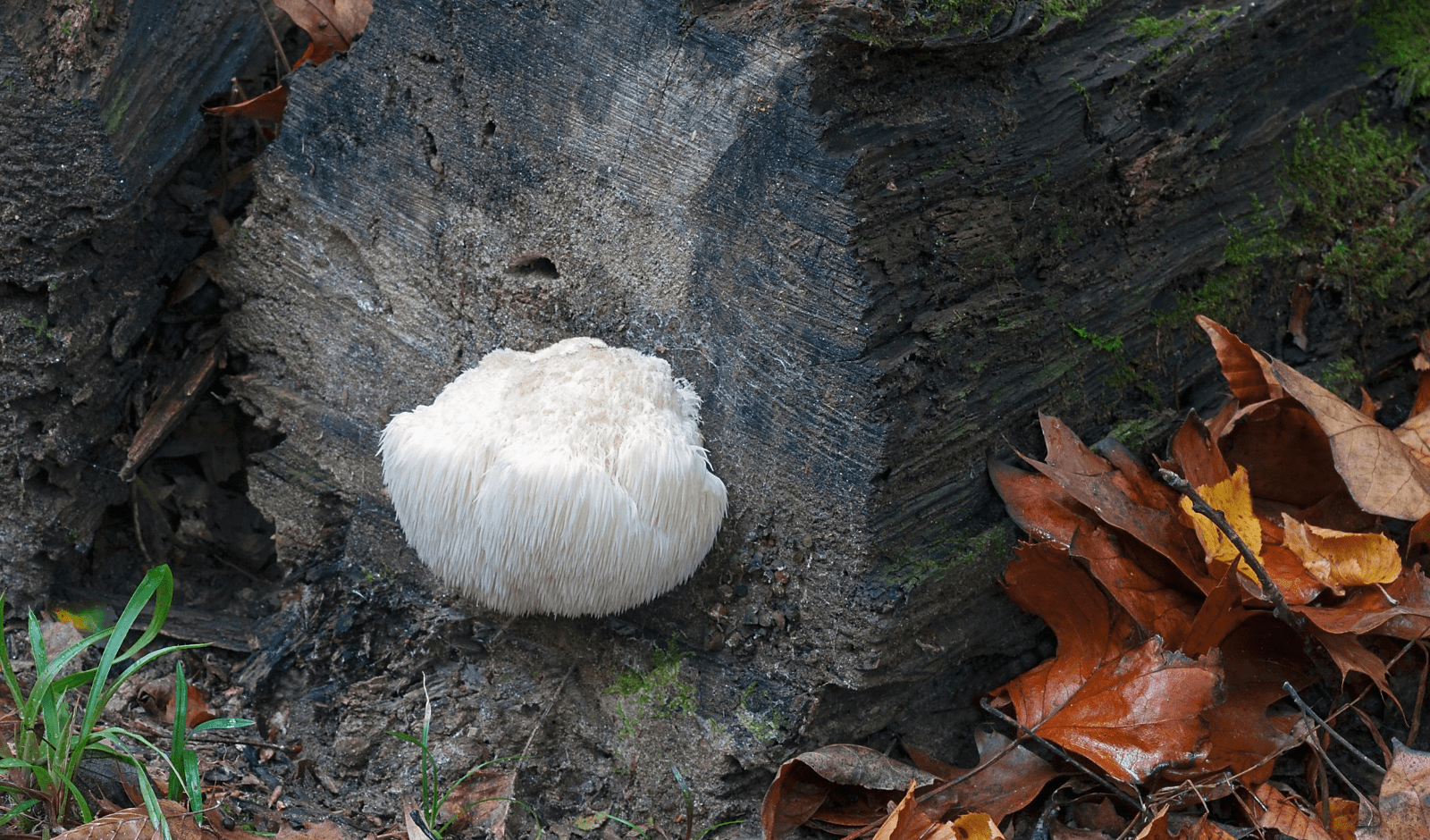 Lion's Mane and Maitake - The Hardest Working Medicinal Mushrooms