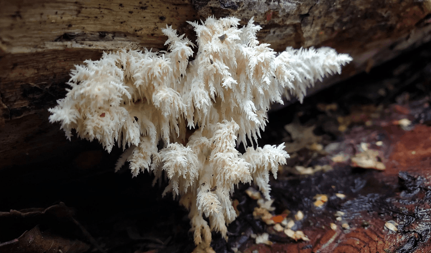 How To Find Wild Lion's Mane (Hericium species)