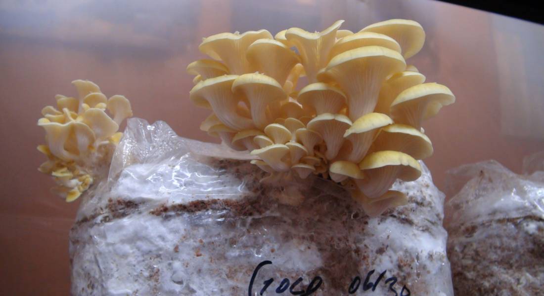 The Yellow Oyster Mushroom