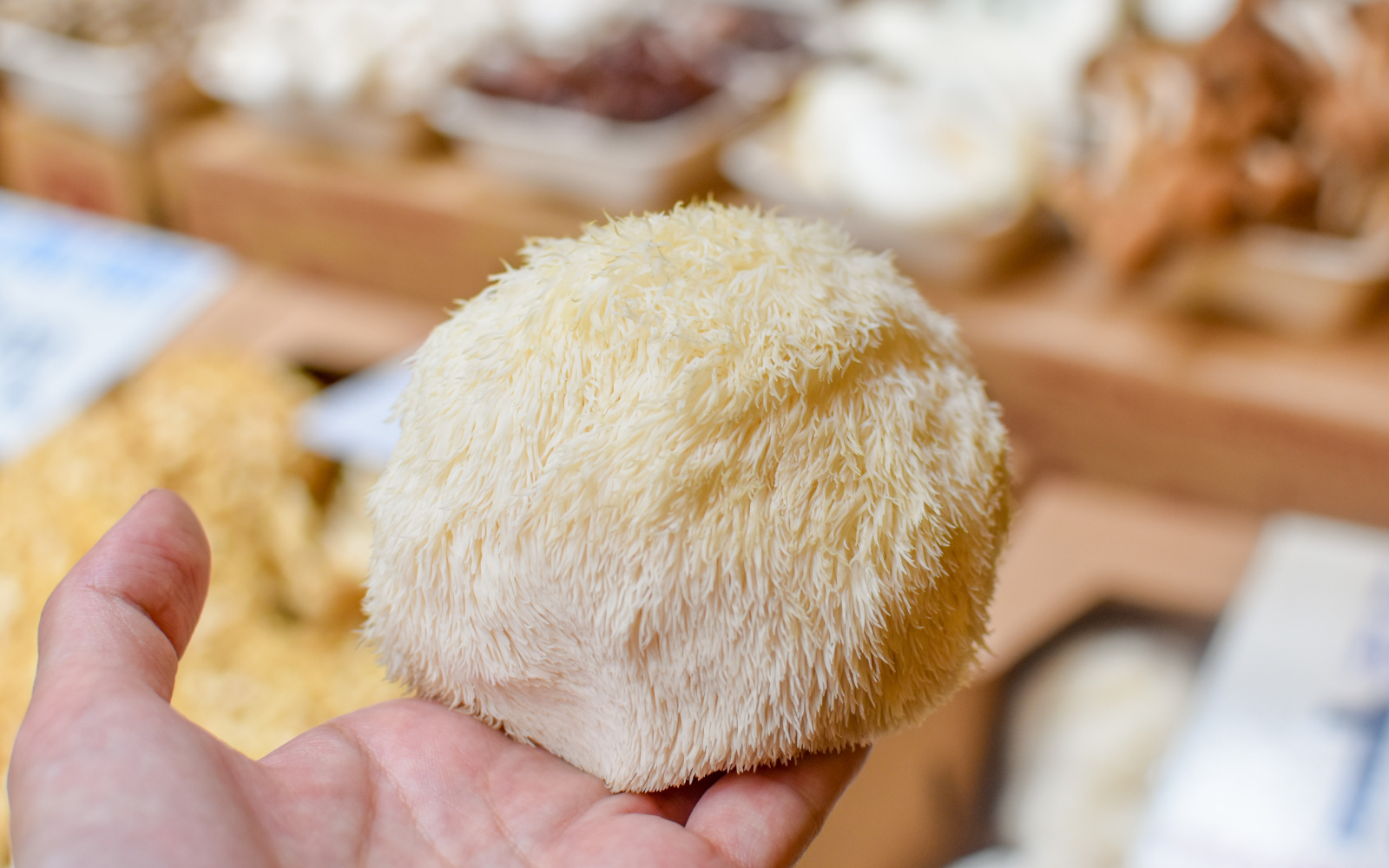 The FreshCap Guide To Lion's Mane Mushroom