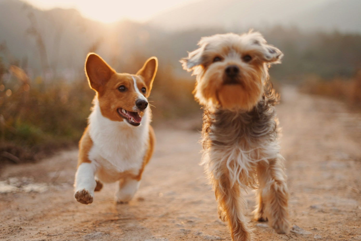 Pet Owners’ Guide: Can My Dog Eat Mushrooms?
