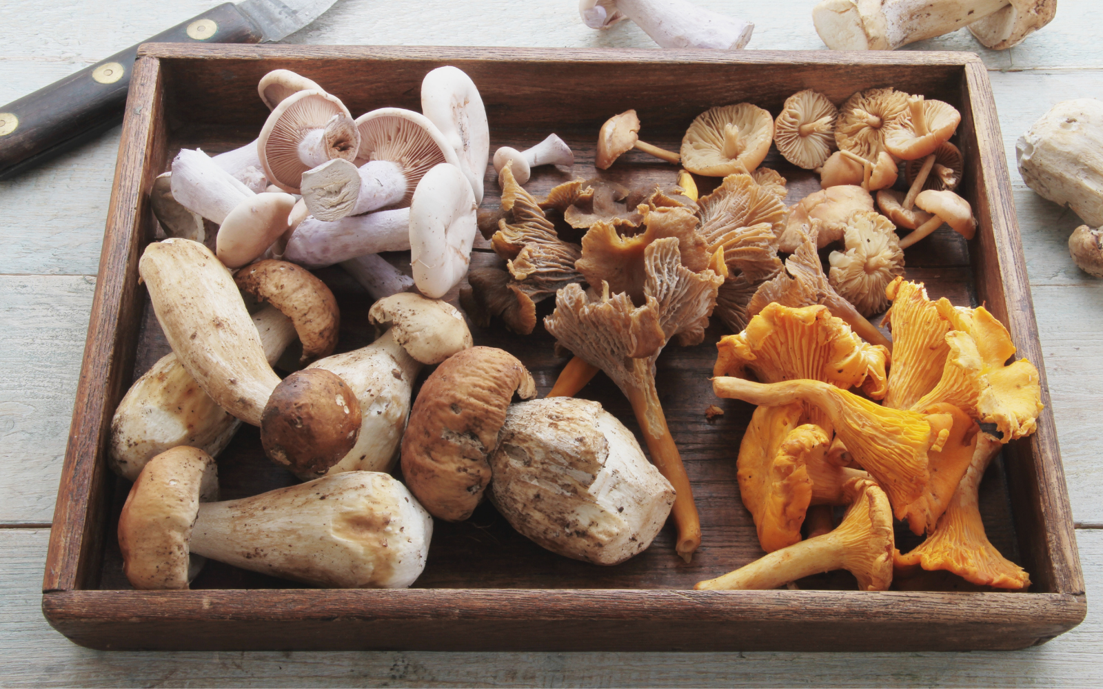 Are Mushrooms Good For You? All The Health Benefits You Need To Know