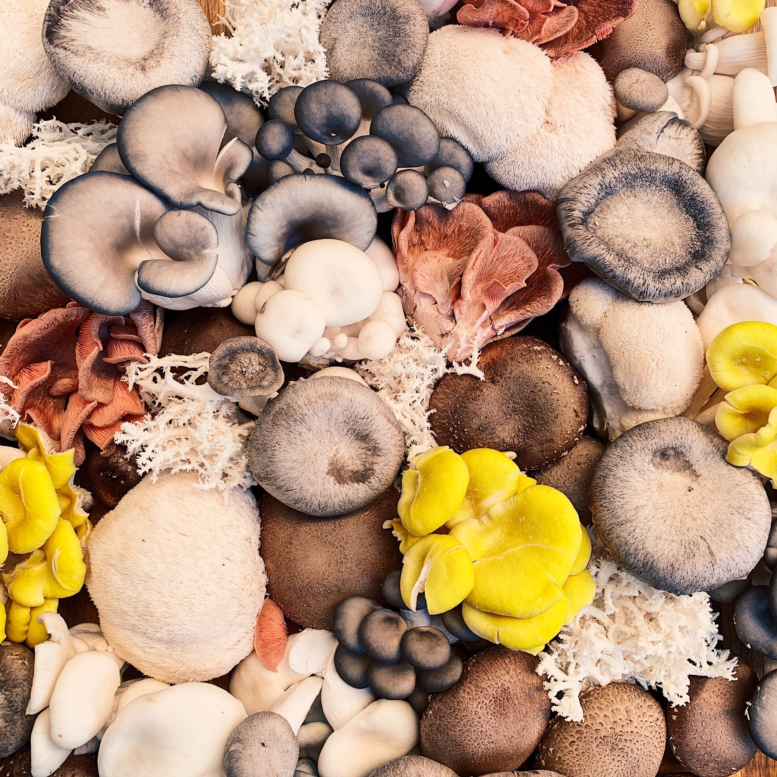 Boost Your Energy Naturally with Mushrooms