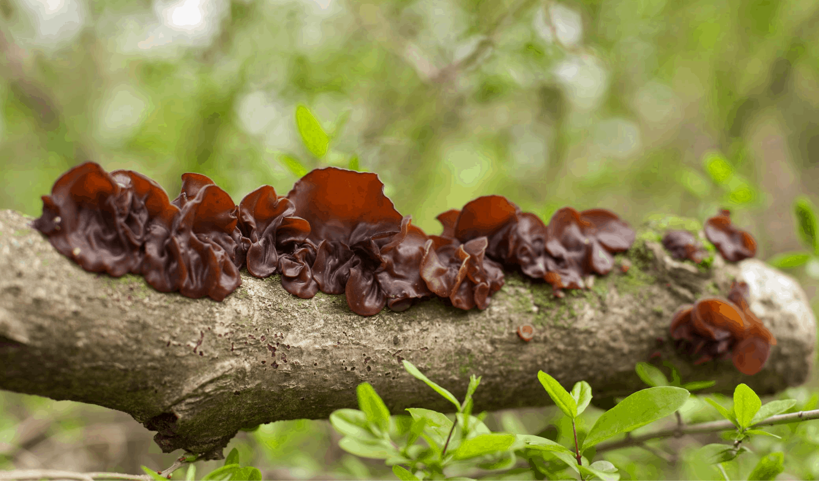 5 Medicinal Mushrooms You've Never Heard Of (Benefits and More)