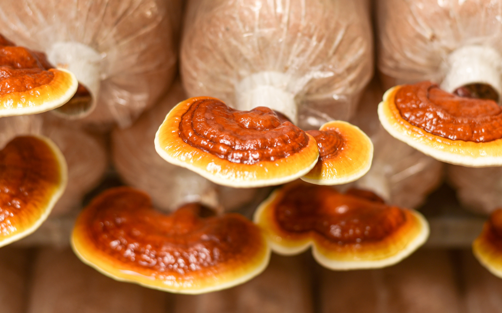 Reishi Mushroom: The Ultimate Guide To Ganoderma Lucidum