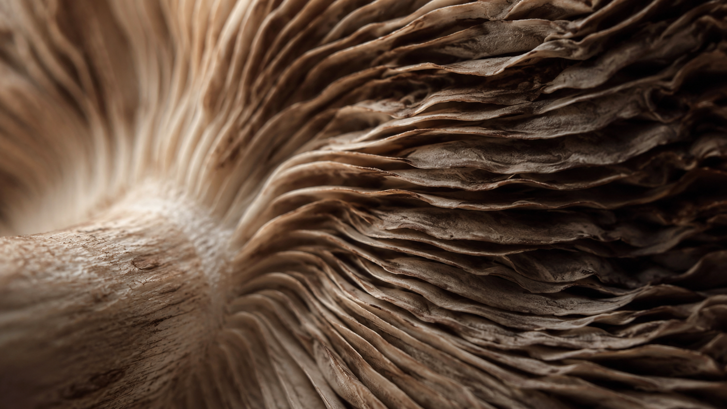 What Are Beta-Glucans? The Mushroom Compound That Sets Quality Apart