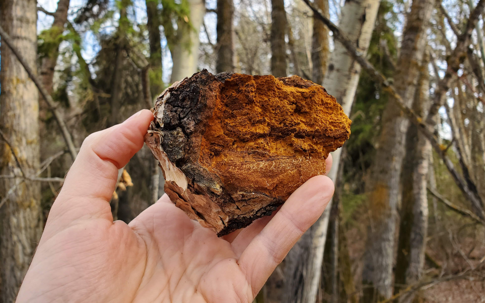 hand holding a chaga mushroom chunk