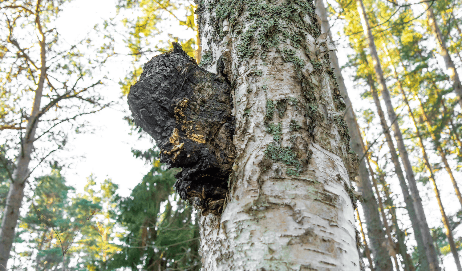 Why Cordyceps and Chaga are SUPERSTARS of The Mushroom World