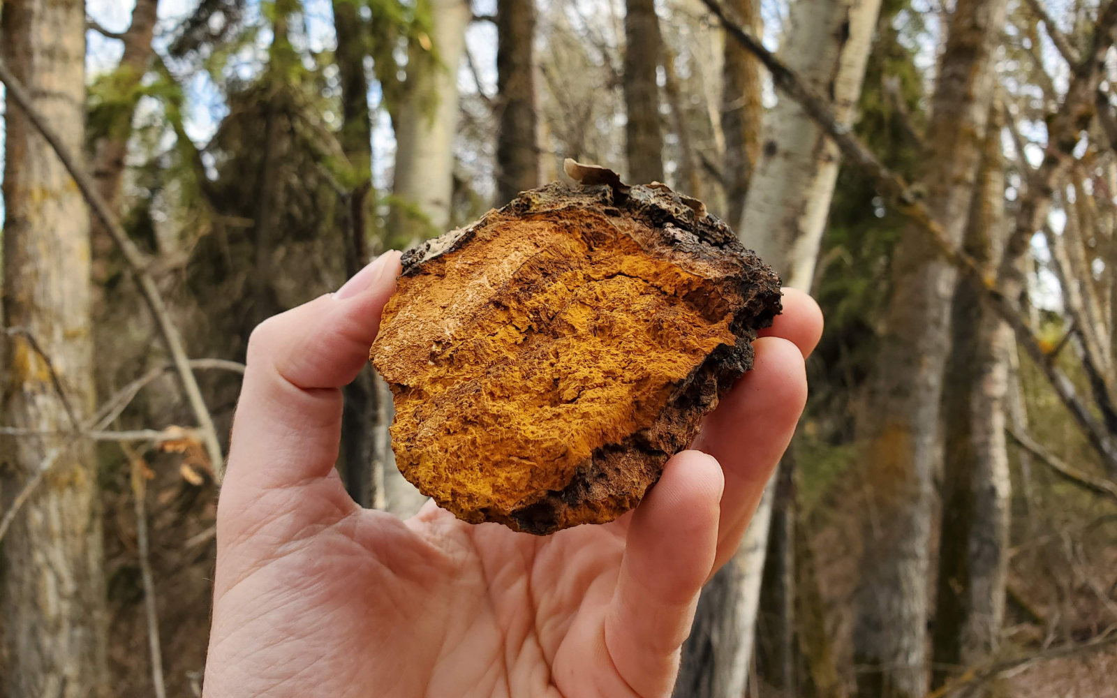 Chaga Mushroom Benefits And Uses (Complete Guide)