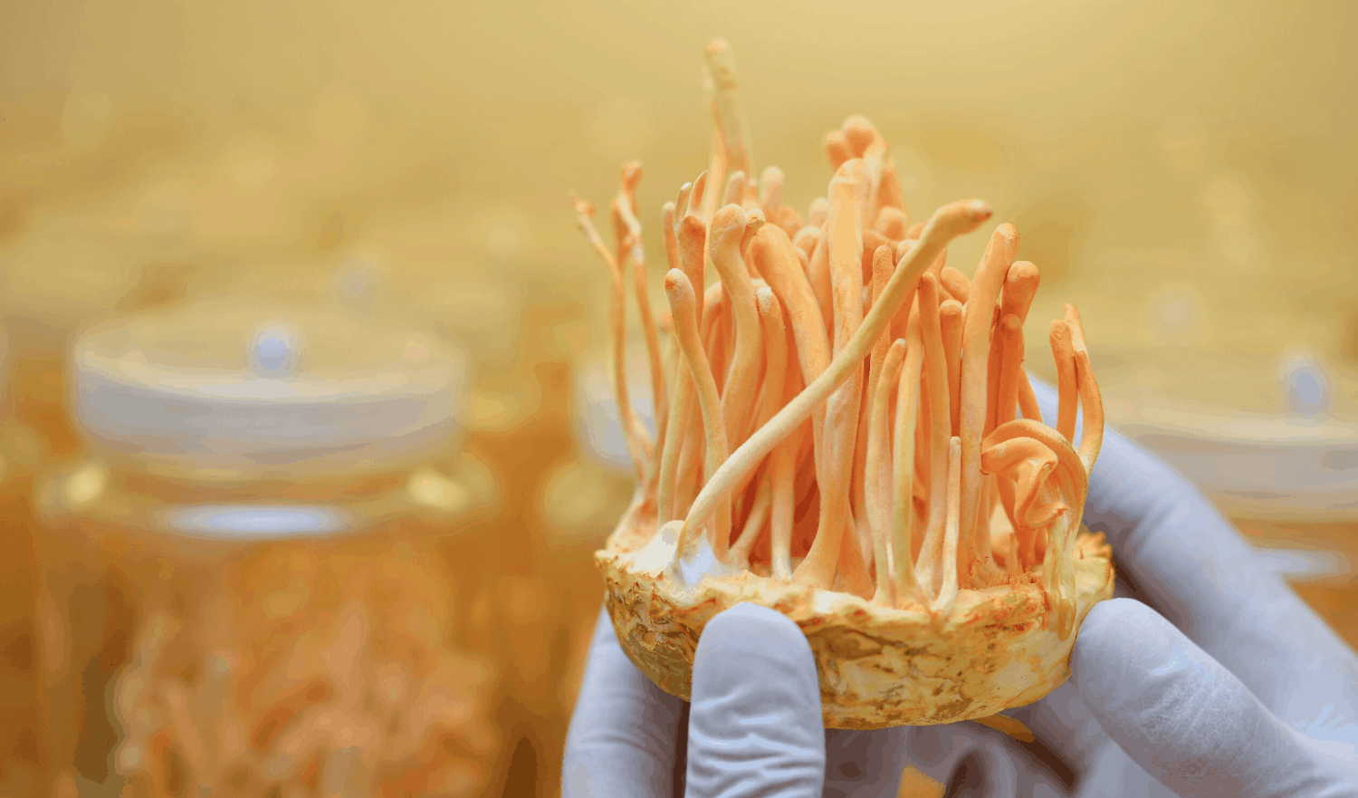 A Friendly Guide To Cordyceps Mushrooms