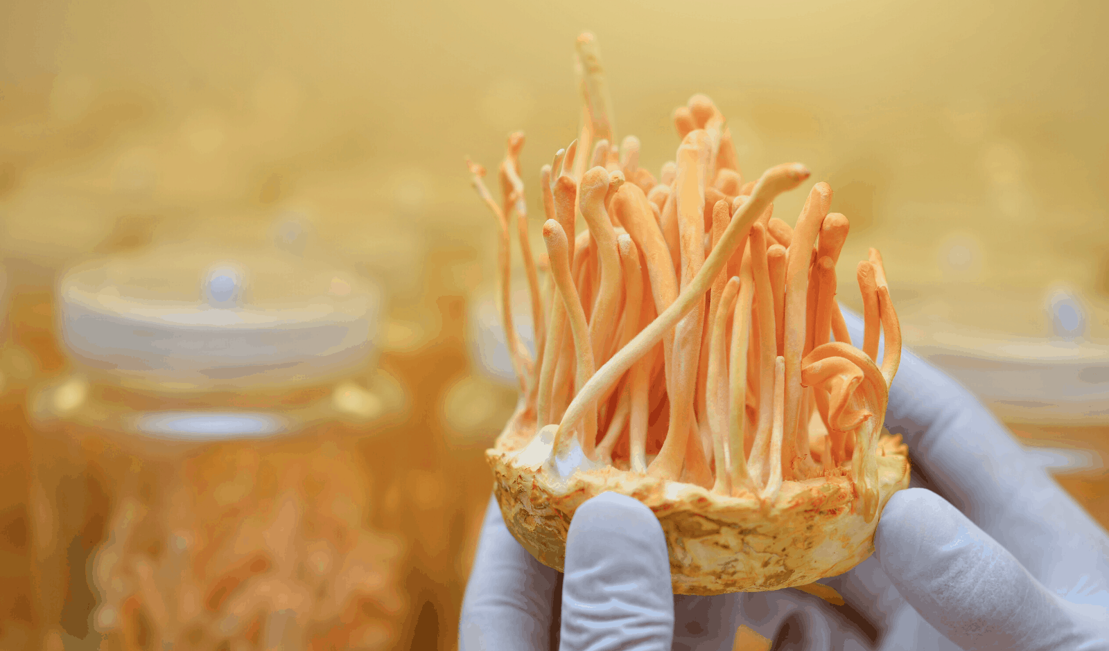 A Friendly Guide To Cordyceps Mushrooms