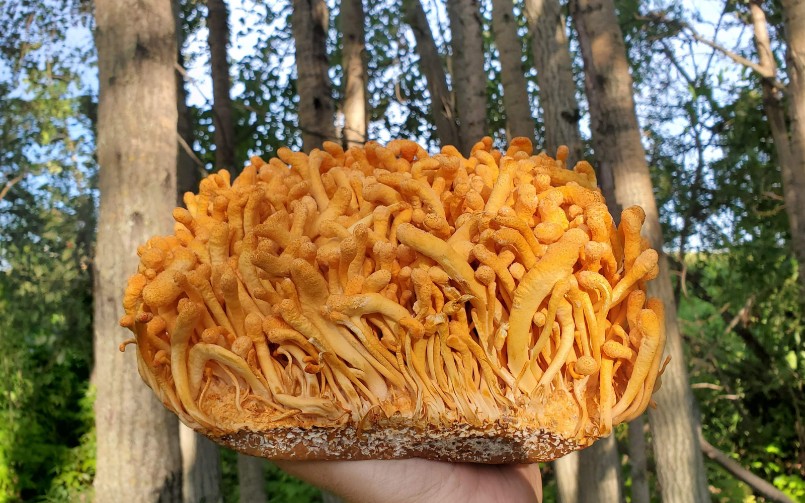 What Are Cordyceps Mushrooms? This Guide Tells All!