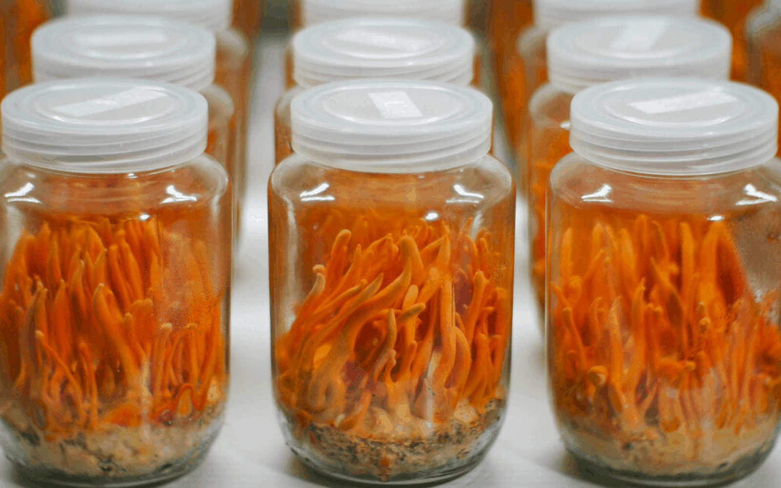 Lion's Mane Vs. Cordyceps: How Do the Benefits Stack Up?