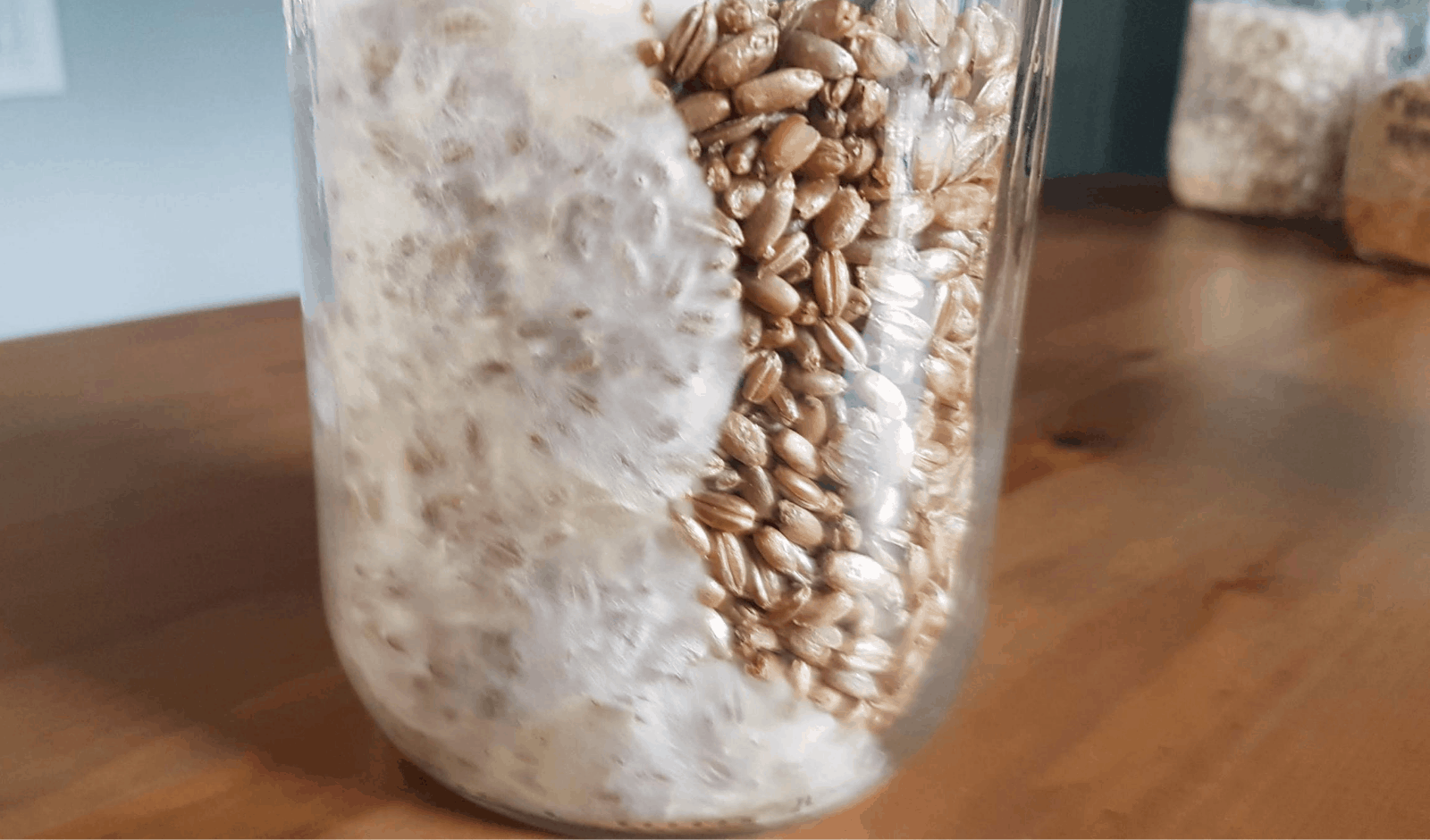 The EASY Way To Make Mushroom Grain Spawn At Home