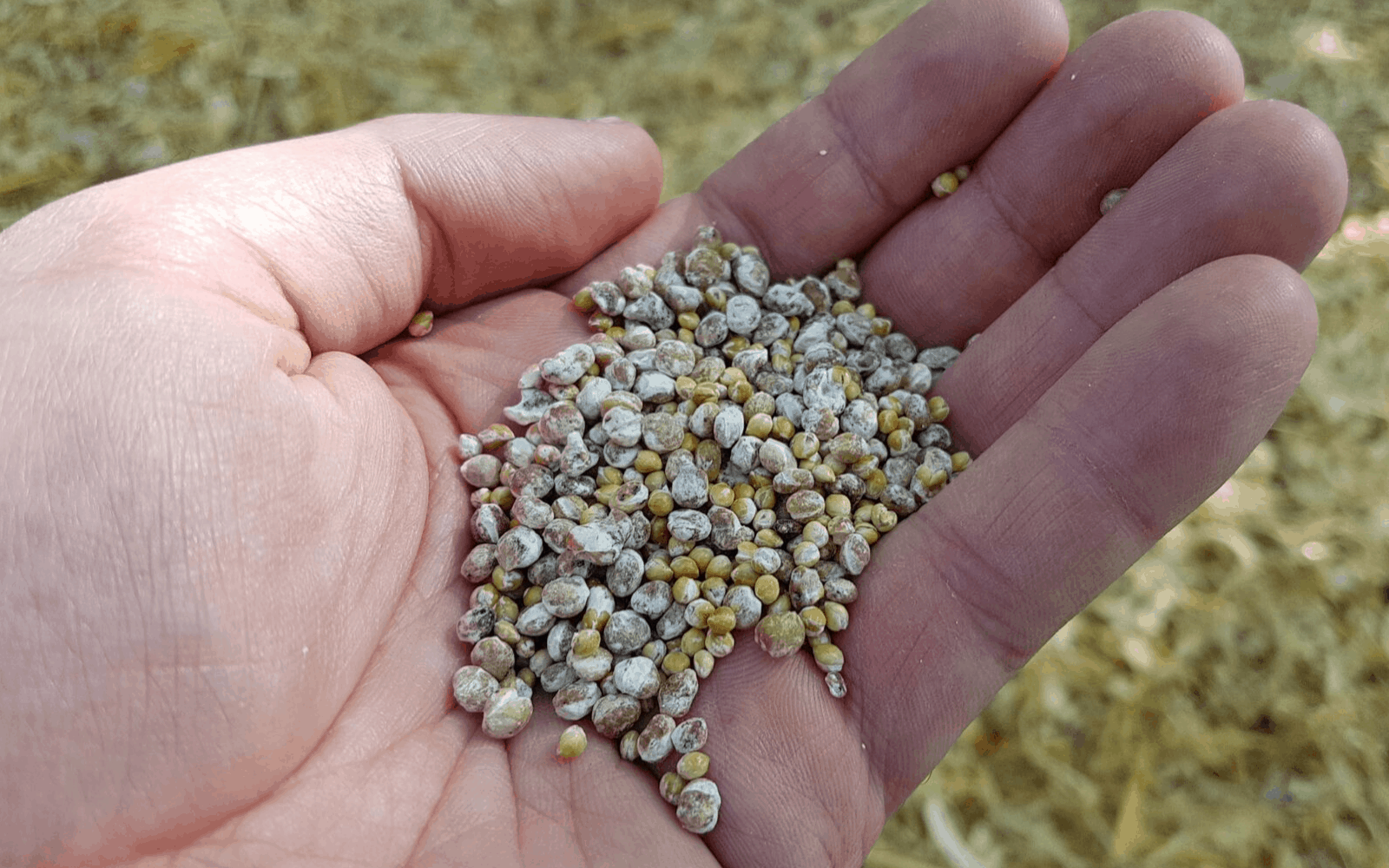 Different Types Of Grain Spawn