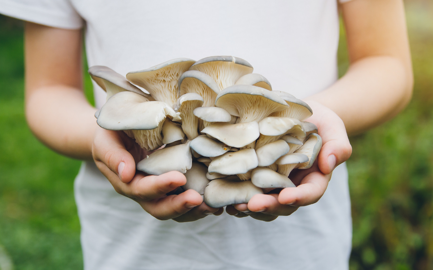 7 Tips for Beginner Mushroom Growers