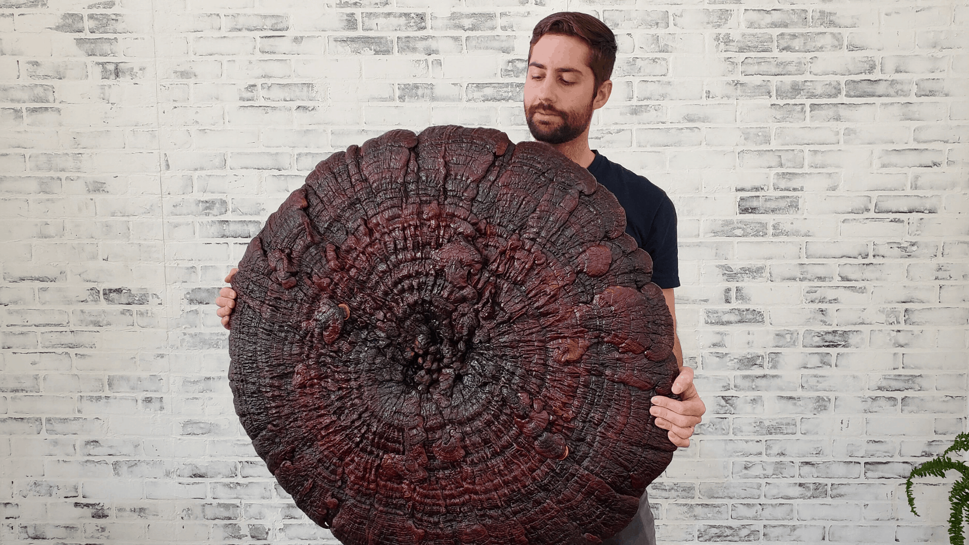 How Big Does Reishi Grow? The Story Of The Big Reishi