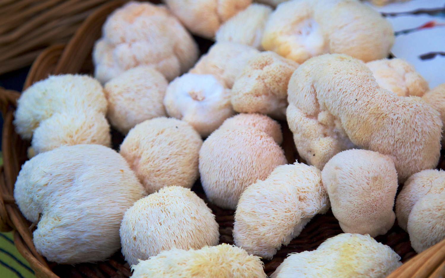 Mushroom Of The Year 2021