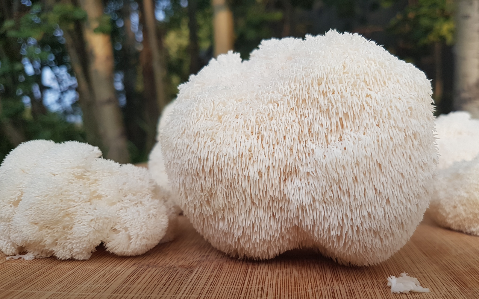 Lion's Mane Mushroom: Comprehensive Benefits &amp; Uses Guide