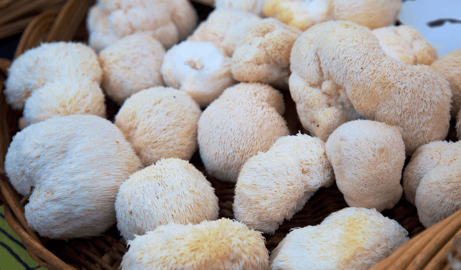 Mushrooms and Focus: Beating Brain Fog with Lion's Mane