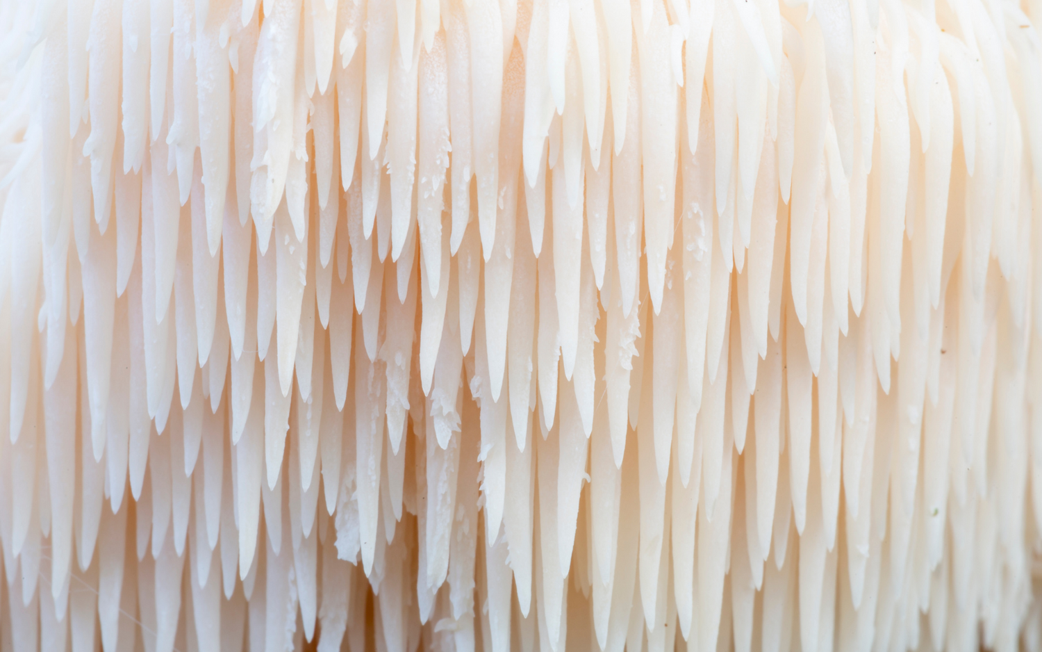 4 Huge Benefits of Lion's Mane Mushroom for Brain Health