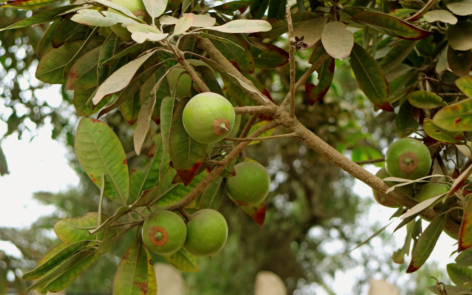 What Is Lucuma Fruit? Benefits and More