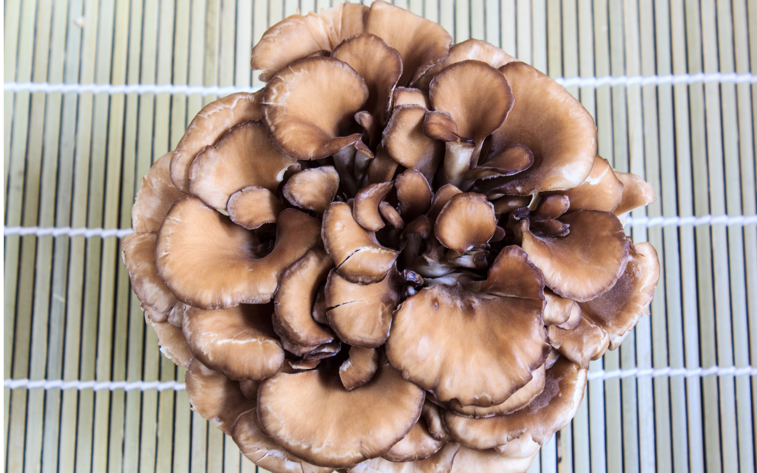 Health Benefits of Maitake: What You Need to Know About This Medicinal Mushroom