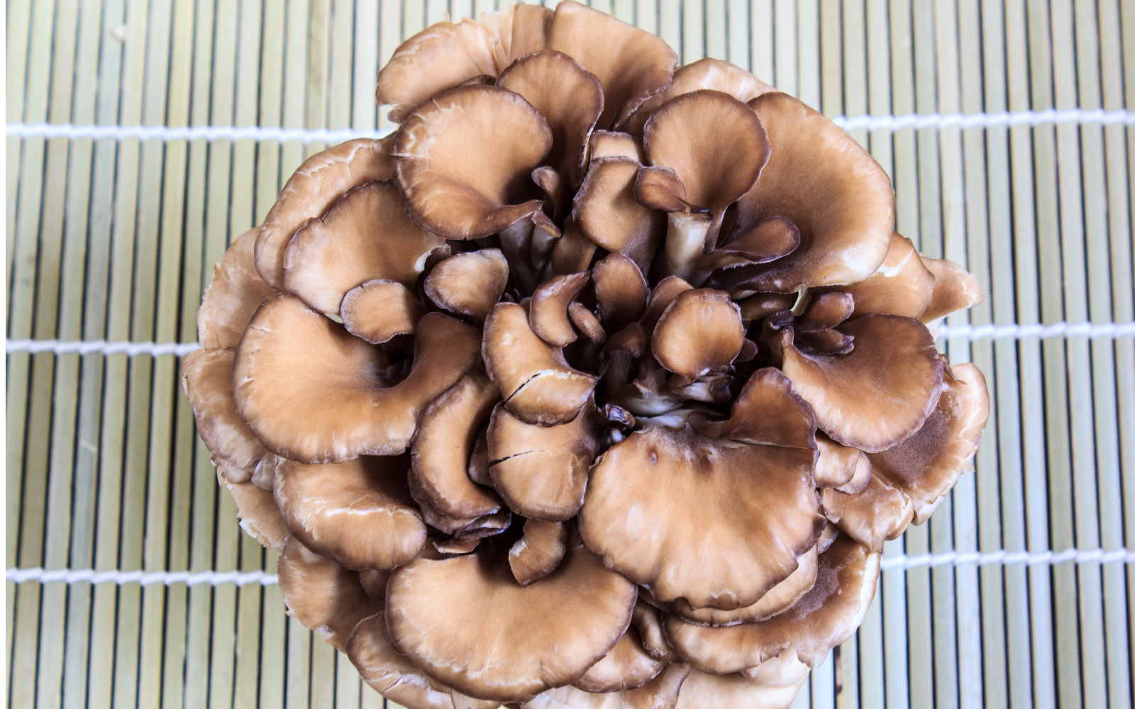 Health Benefits of Maitake: What You Need to Know About This Medicinal Mushroom