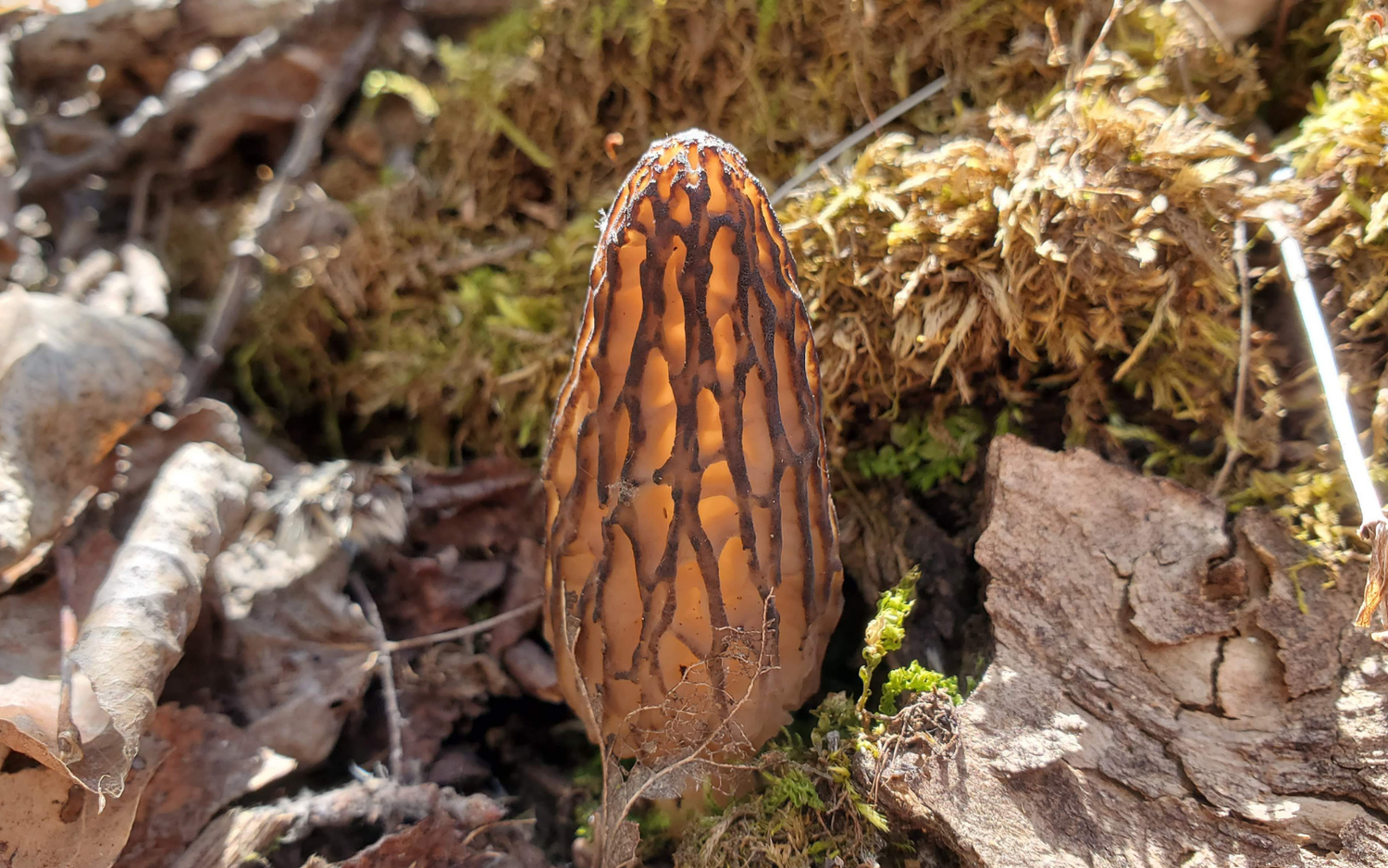 Hunting For Morel Mushrooms