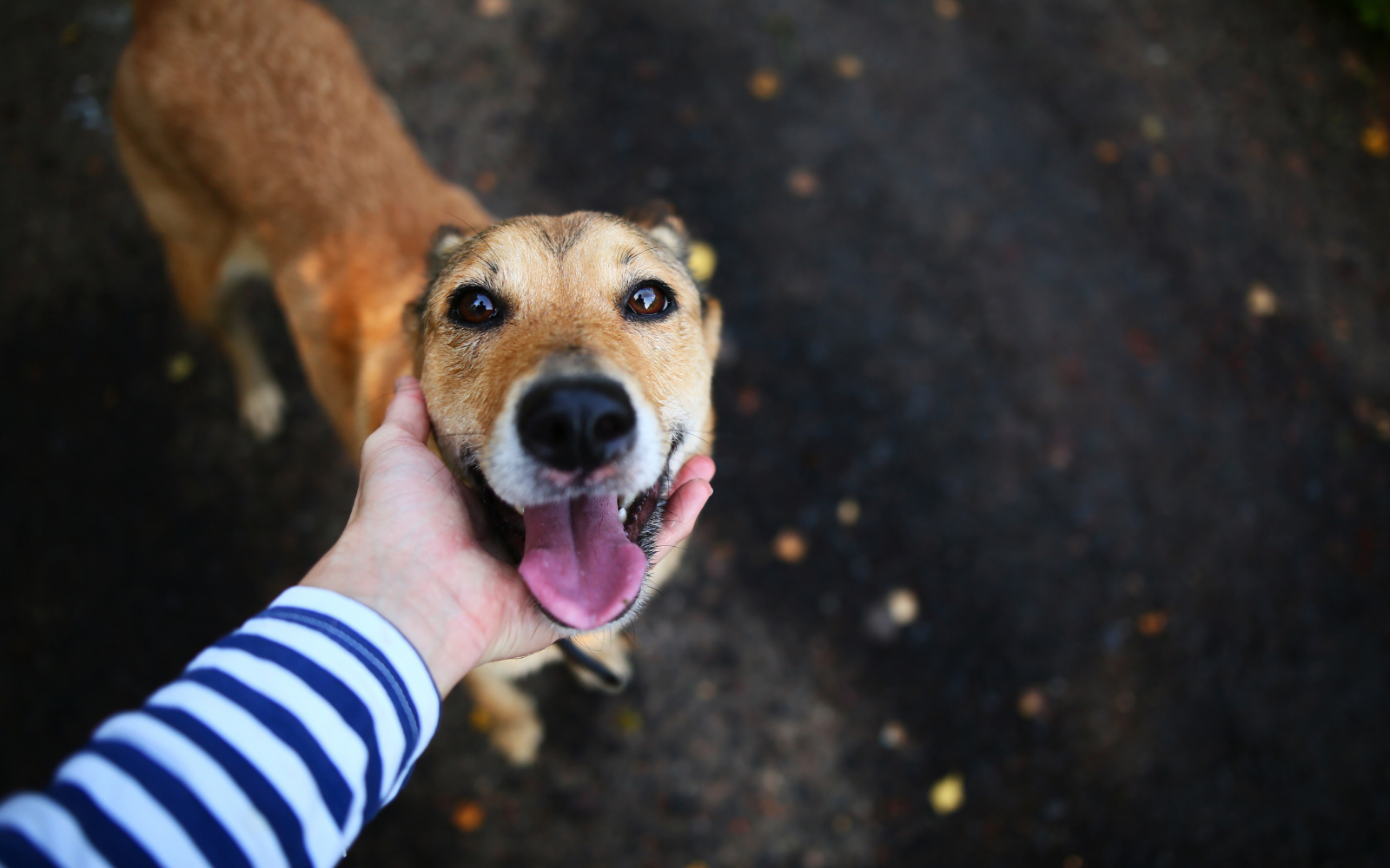 Are Mushroom Supplements Safe For Dogs?