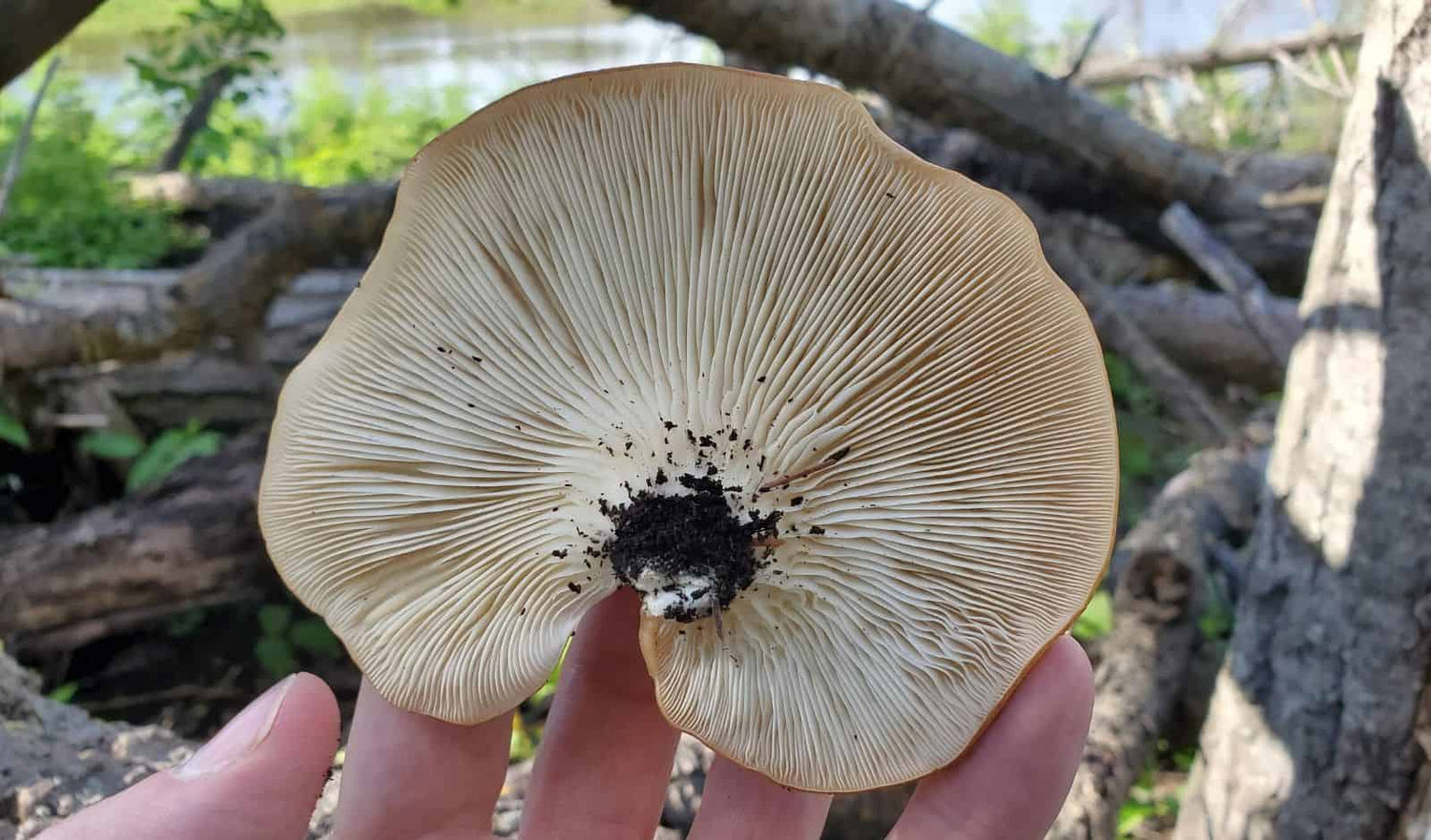 Getting Ready For Mushroom Hunting Season