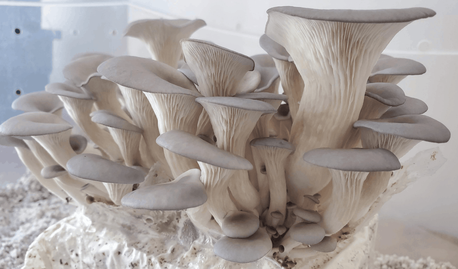 Mushroom Growing Kits - Complete Guide, Reviews and Top Picks