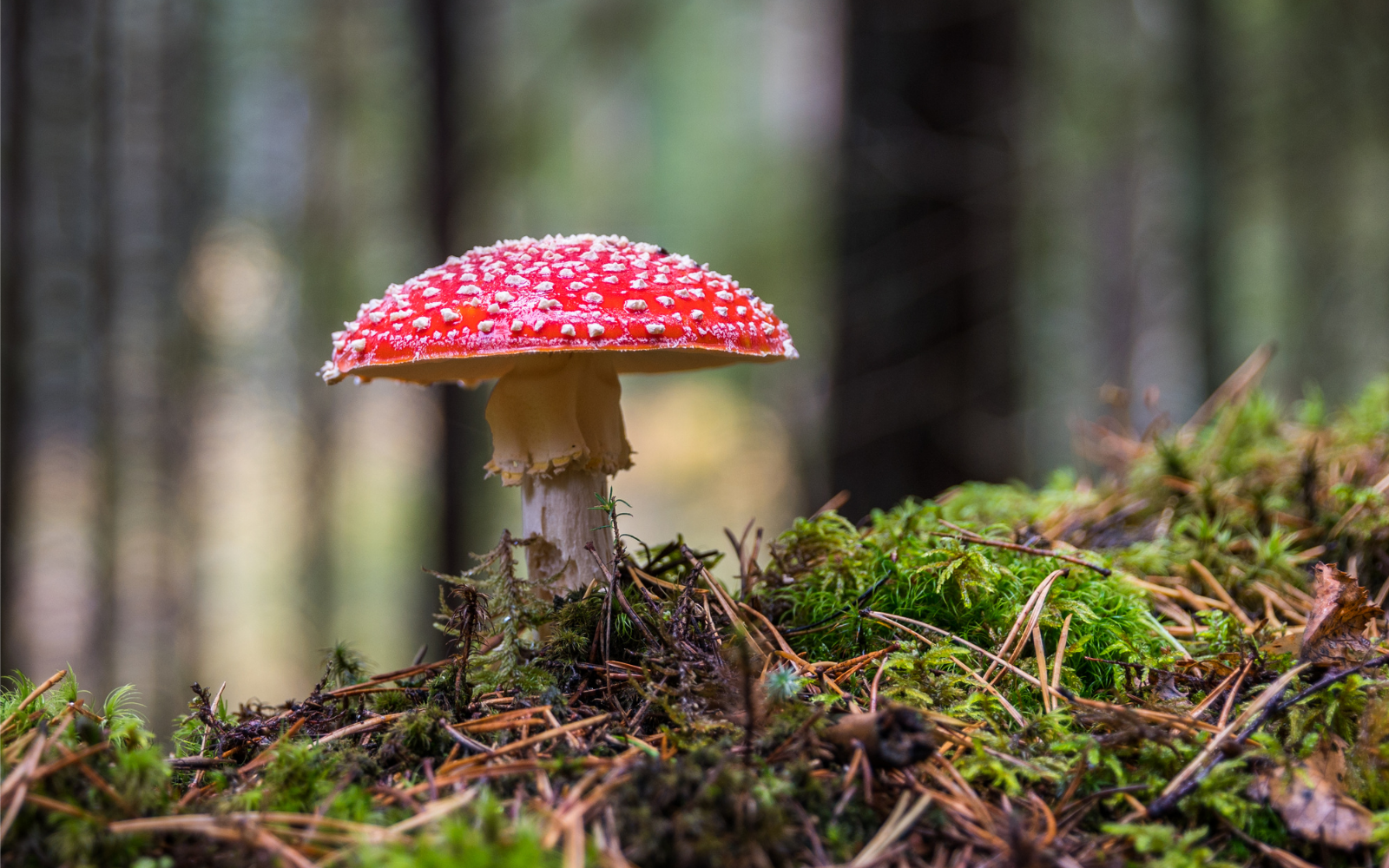 Are mushrooms a plant or animal?