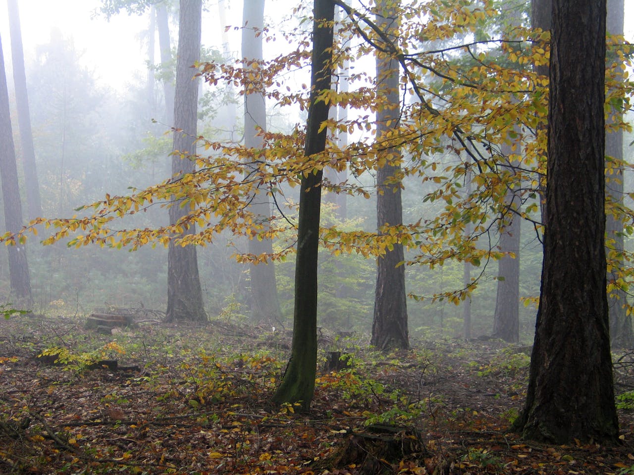 From Forest to Formula: How Clean Extraction Unlocks the Power of Mushrooms