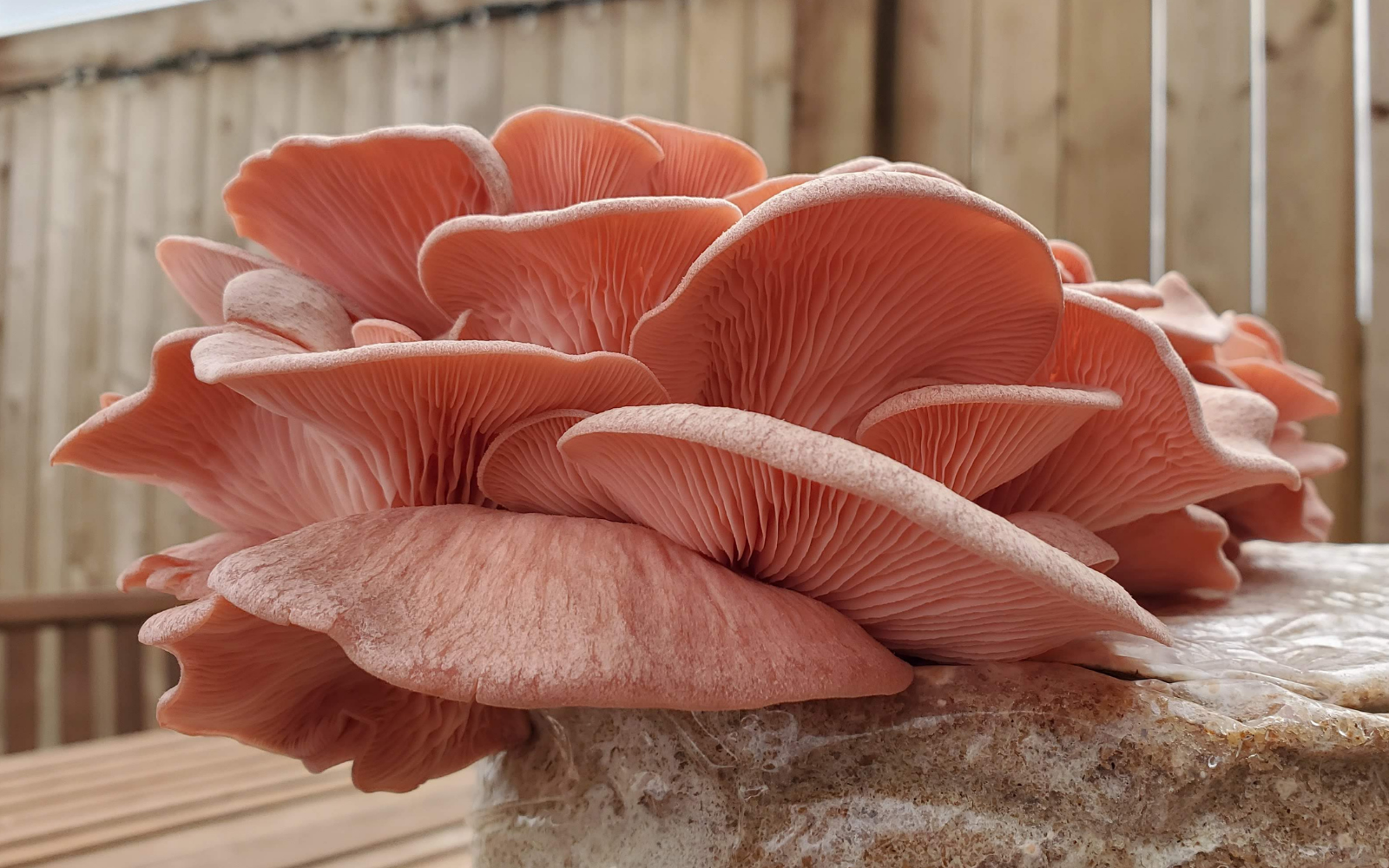 Growing Pink Oyster Mushrooms At Home (Easy Backyard Grow)