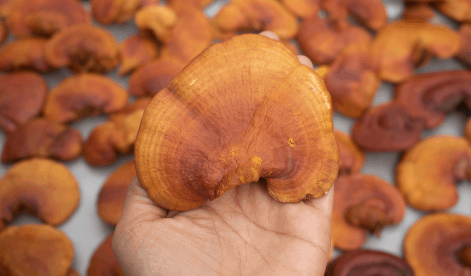 This Is Why Mushrooms Are Superfoods