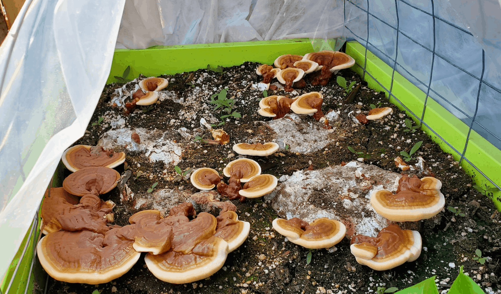 How To Grow Reishi In A "Mini Greenhouse" - Backyard Reishi Cultivation