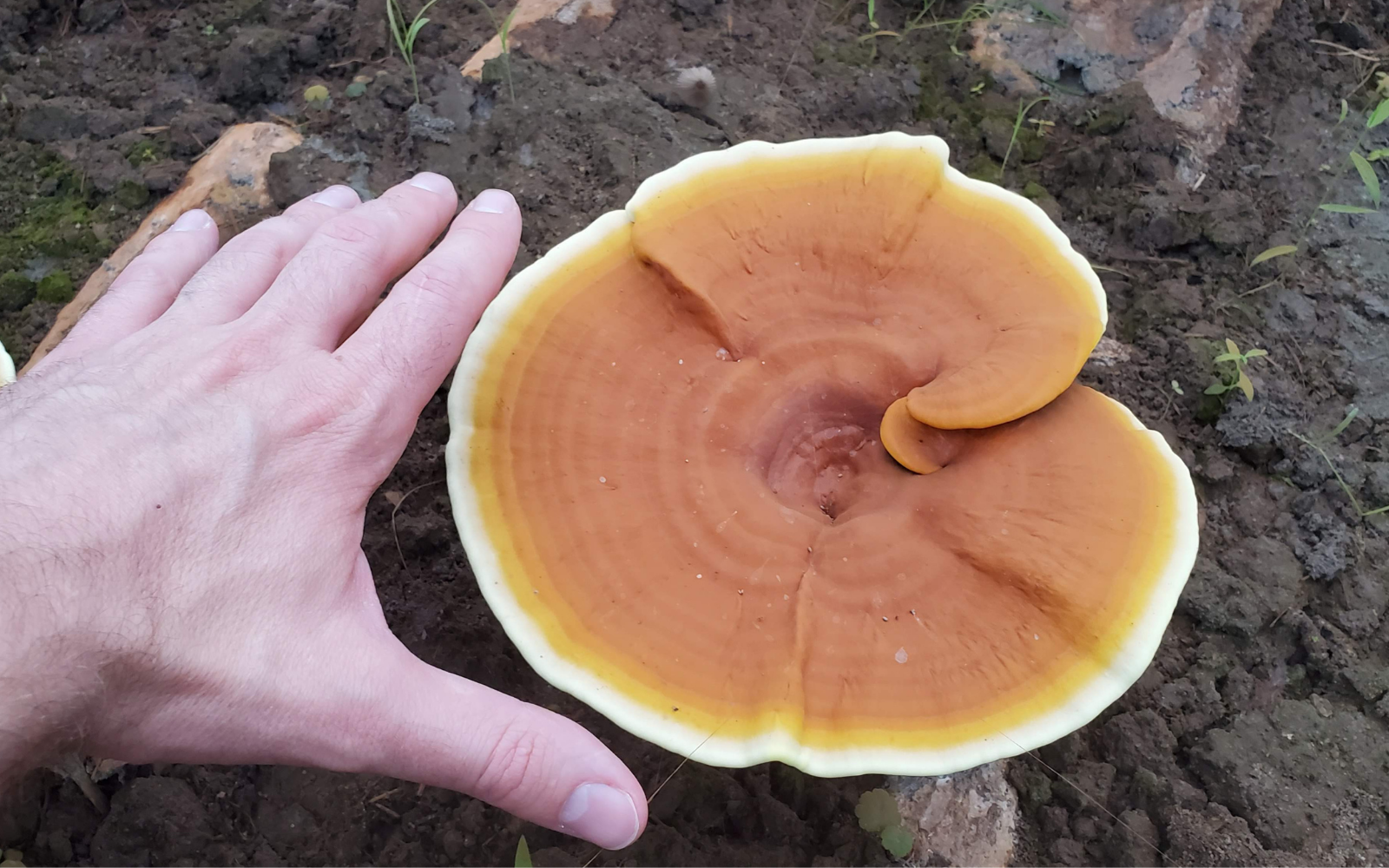 The Mind Blowing Ways That Reishi Can Grow