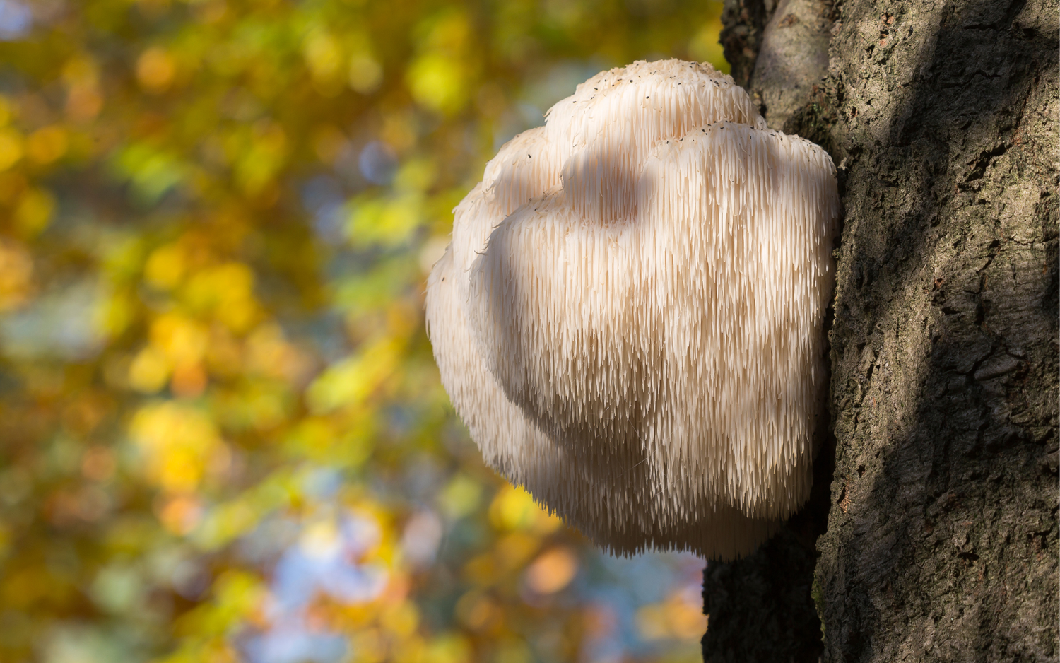 Mushroom Scientific Names Aren't That Hard (But Useful!)