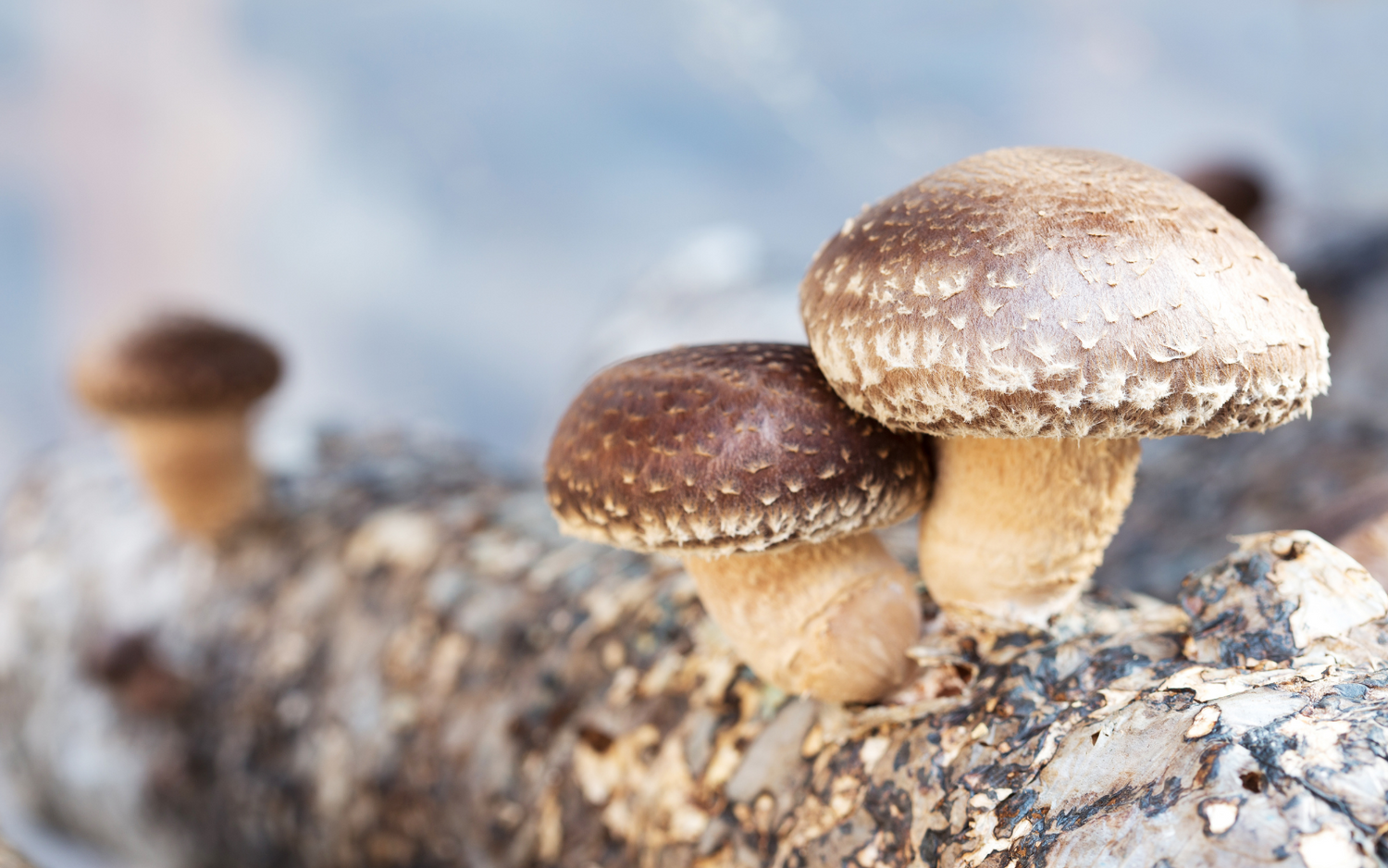 A Guide To The Health Benefits Of Shiitake Mushrooms