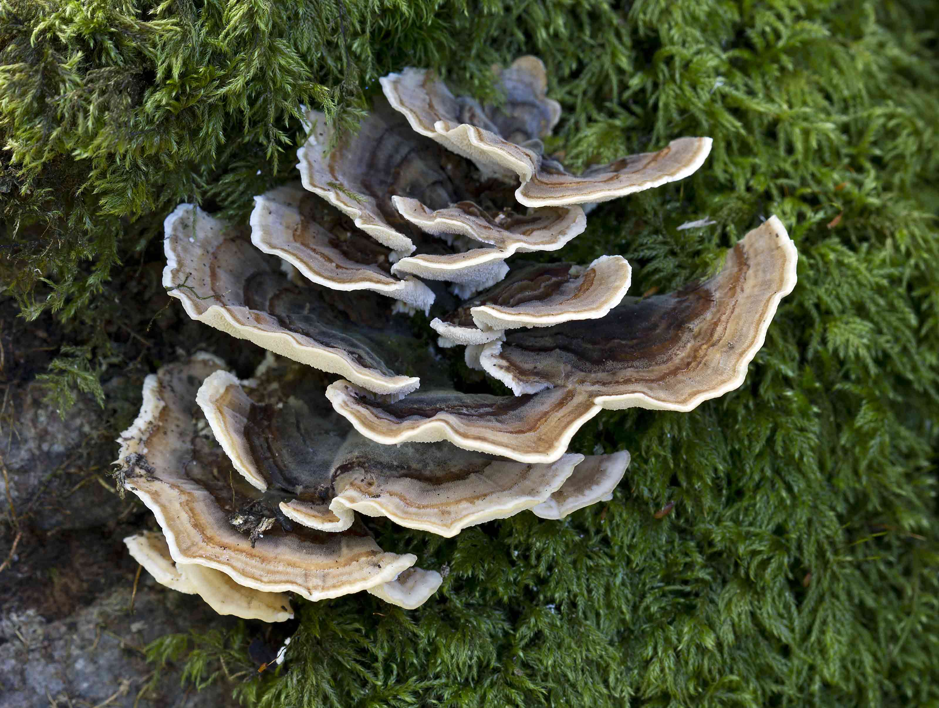 Best Medicinal Mushrooms For Gut Health