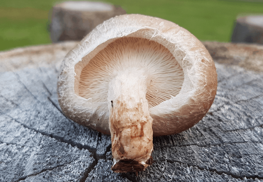 Medicinal Mushroom Powder For Radiant Healthy Skin