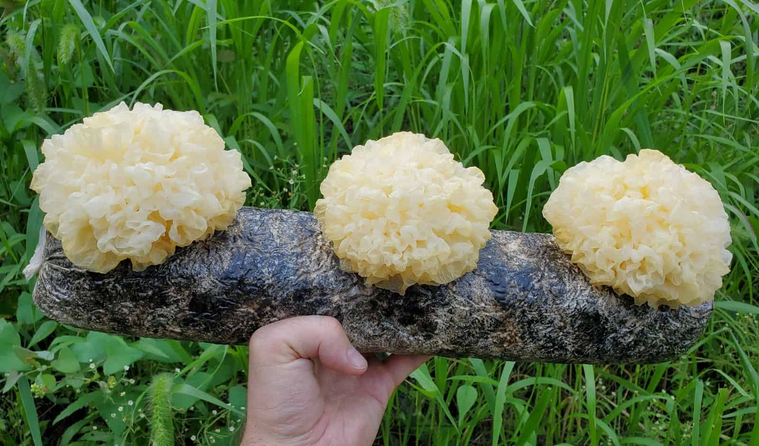 How Mushrooms Are Grown Around The World