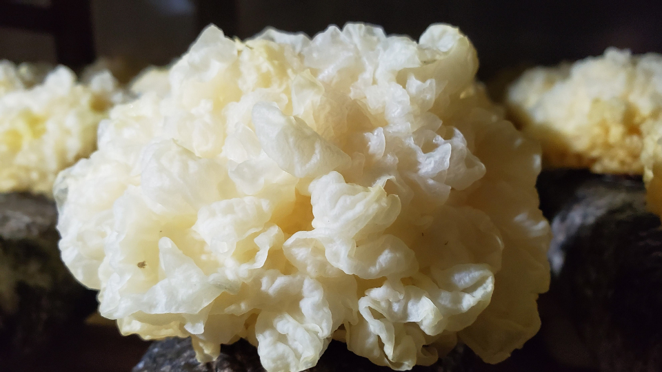 Tremella: The Anti-aging Mushroom for Healthy, Glowing Skin