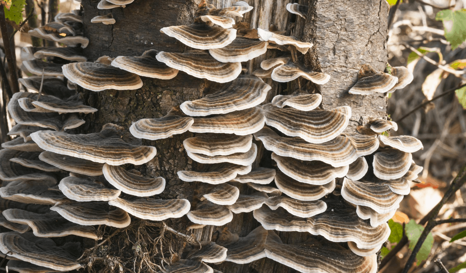 Why We're Still Talking About Turkey Tail Mushroom 3000 Years Later