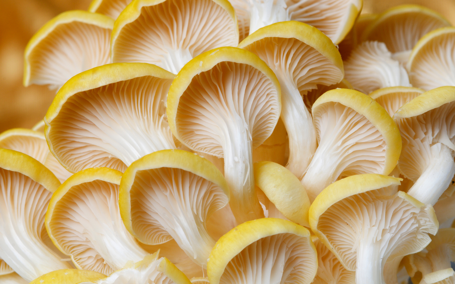 Types Of Oyster Mushrooms (Top Types You Need To Know)