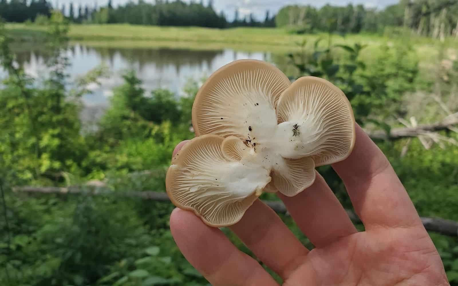 How To Find and Identify Wild Oyster Mushrooms