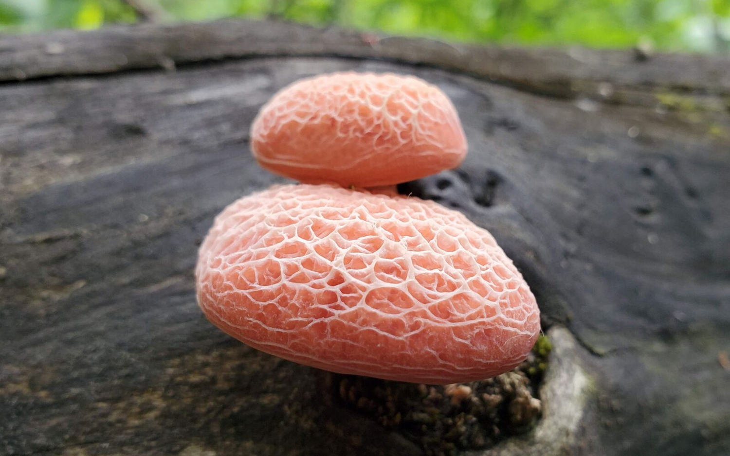 The Wrinkled Peach Mushroom (Rhodotus palmatus)