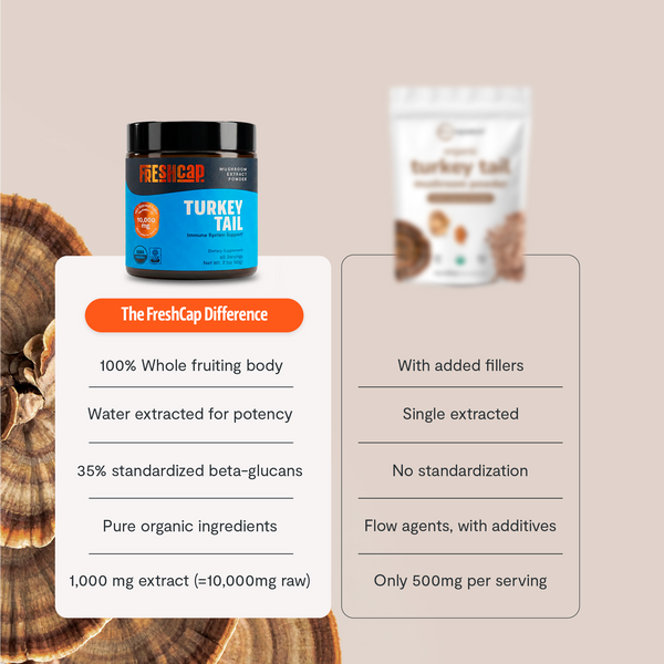 Turkey Tail Mushroom Extract Powder