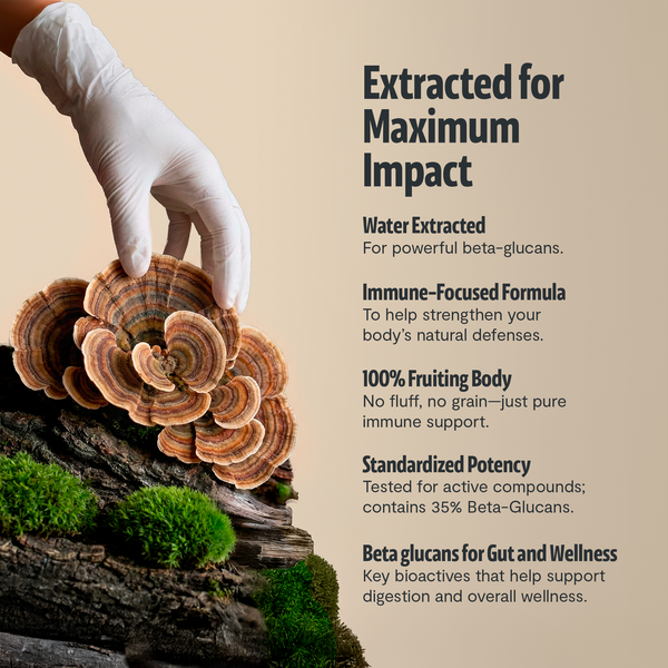 Turkey Tail Mushroom Extract Powder